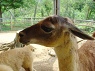 LlamaA}